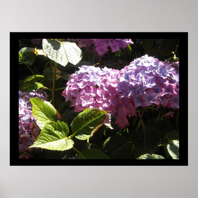 Póster Hortensias Elegantes (Frente)
