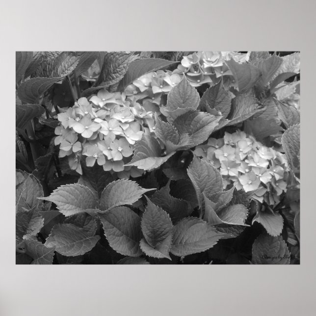 Póster Hortensias en blanco y negro (Frente)