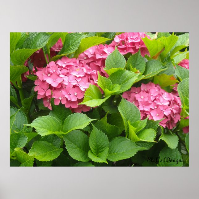 Póster Hortensias floreciendo (Frente)