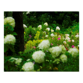 Póster Hortensias Limelight en Mi Jardín Rubio