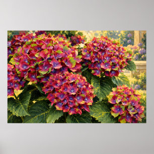Póster Hortensias Magenta Vivas en Luz de Jardín Dorado
