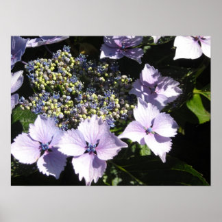 Póster Hortensias Malva Elegantes