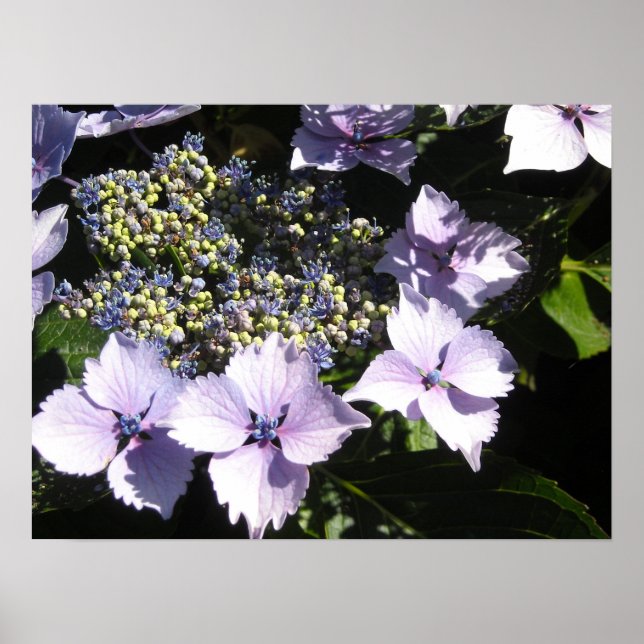 Póster Hortensias Malva Elegantes (Frente)