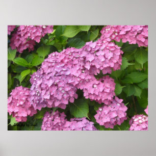 Póster Hortensias Rosa Profundo