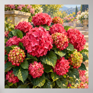 Póster Hortensias rosadas iluminadas por el sol en un jar