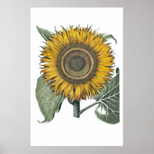 Póster Hortus Eystettensis de girasol, 1713 Pequeño