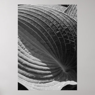 Póster Hosta de hojas en blanco y negro