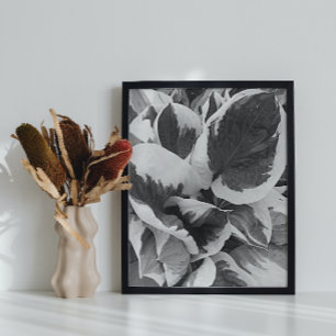 Póster Hosta deja brillo de foto en blanco y negro