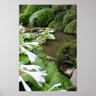 Póster Hosta en un jardín zen