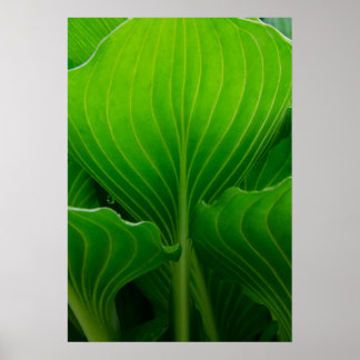 Póster Hosta Leaf Verde