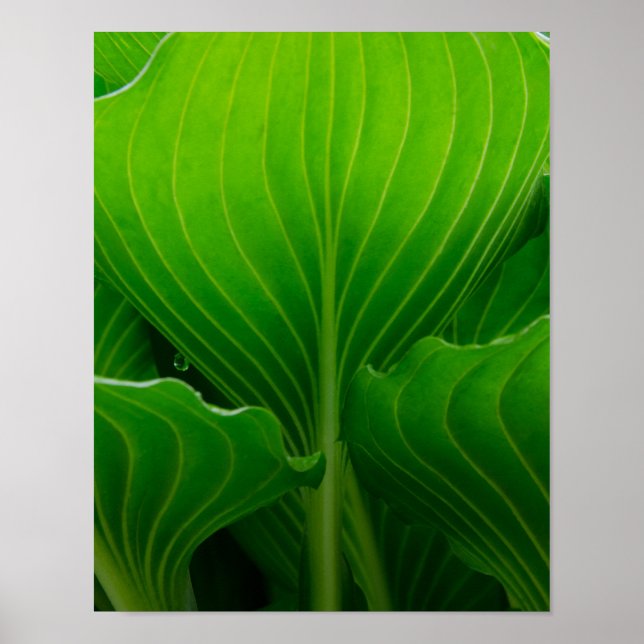 Póster Hosta Leaf Verde (Frente)