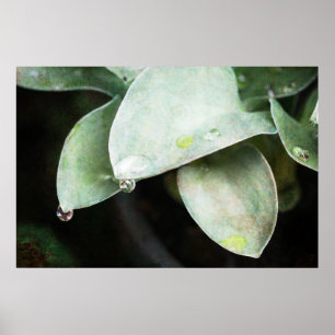 Póster Hosta mit Regentropfen