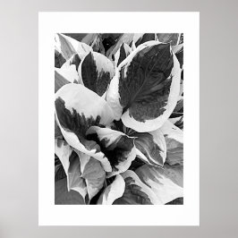 Póster Hosta Variegada Floral en Negro y Blanco