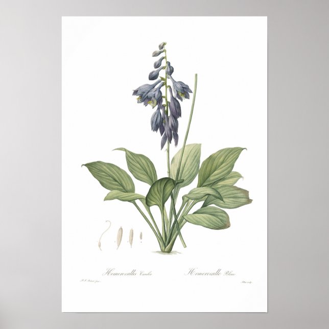 Póster Hosta ventricosa (Frente)