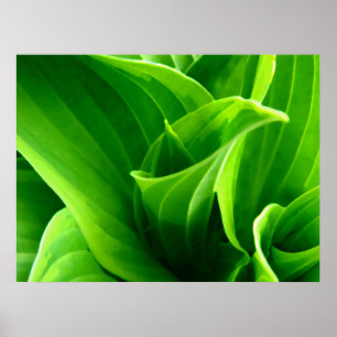 Póster Hosta verde