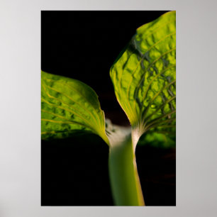 Póster Hosta verde hoja en negro