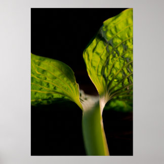 Póster Hosta verde hoja en negro