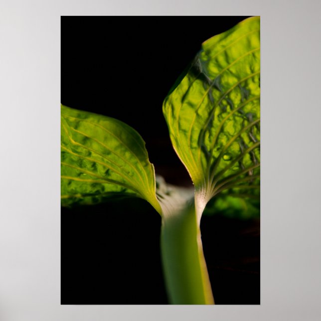 Póster Hosta verde hoja en negro (Frente)