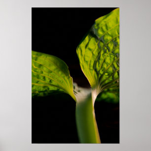 Póster Hosta verde hoja en negro