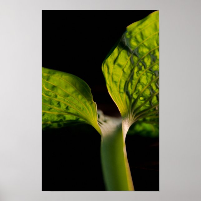 Póster Hosta verde hoja en negro (Frente)