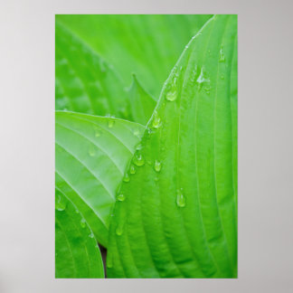 Póster Hosta verde, hojas y gotitas de agua