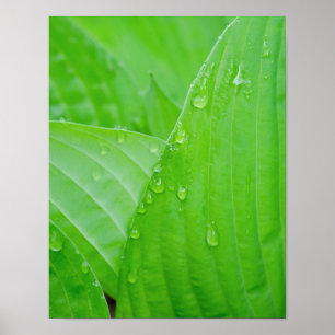 Póster Hosta verde, hojas y gotitas de agua