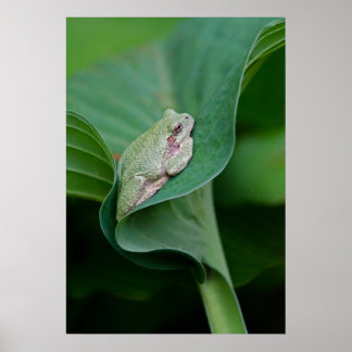Póster Hosta verde y rana