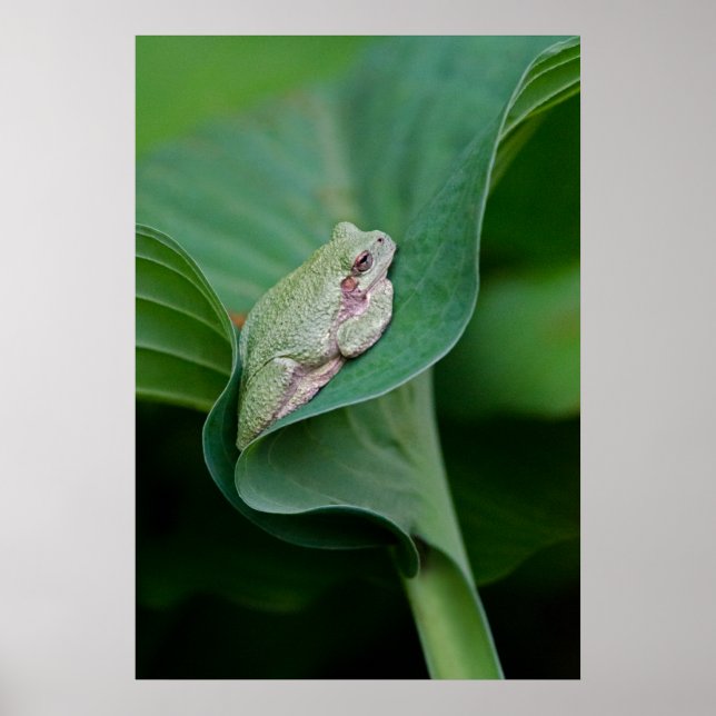 Póster Hosta verde y rana (Frente)