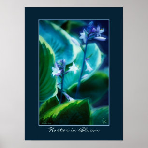 Póster Hostas en flor