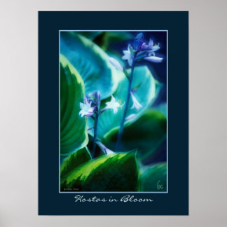 Póster Hostas en flor