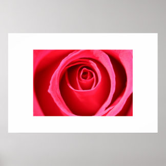 Póster Hot Pink Rose
