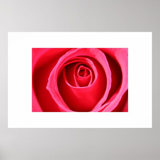 Póster Hot Pink Rose (Frente)