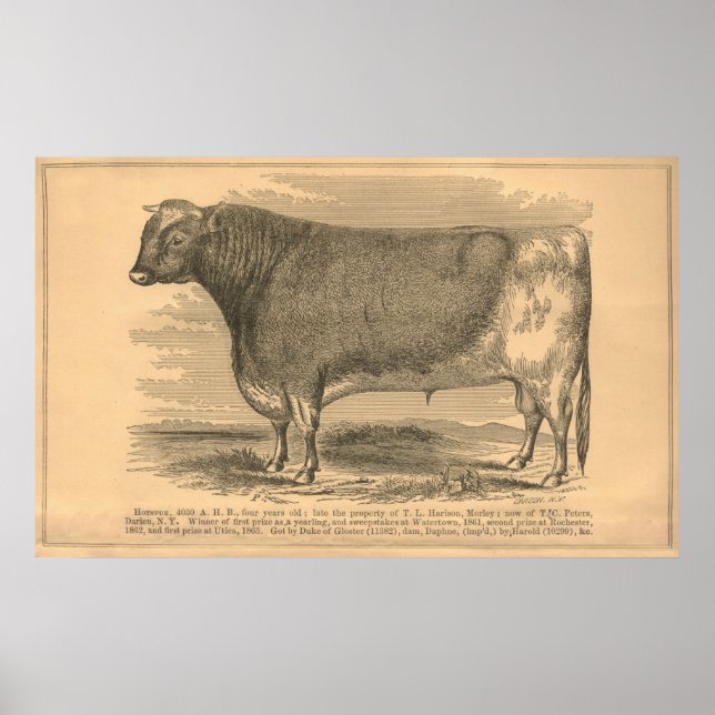 Póster Hotspur, primer premio Bull en Utica, 1863 (Frente)