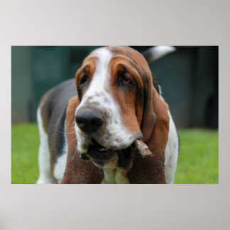 Póster Hound Basset