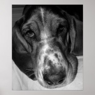 Póster Hound Basset