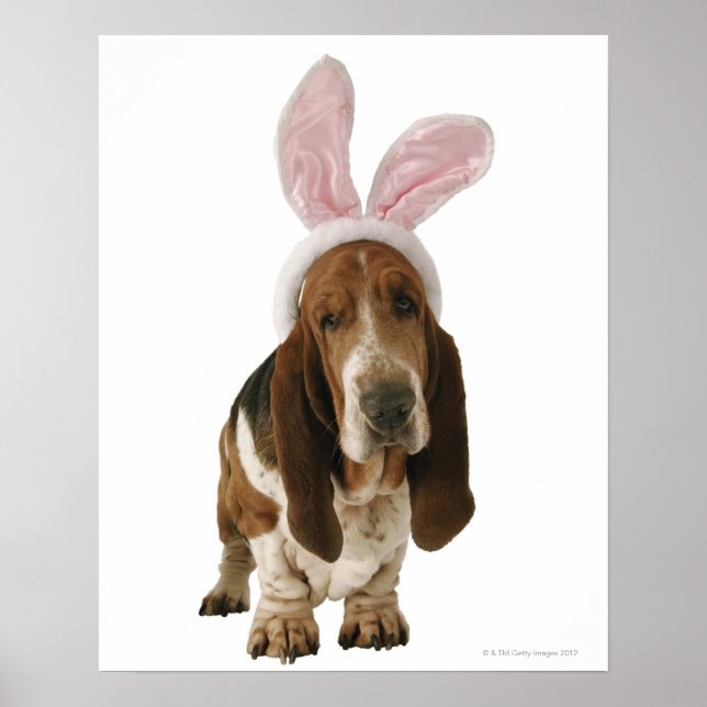 Póster Hound de Basset con orejas de conejito (Frente)