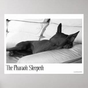 Póster Hound Pharaoh La Espigma De La Faroah