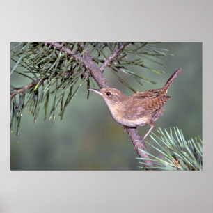 Póster House Wren
