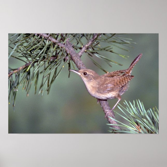Póster House Wren (Frente)