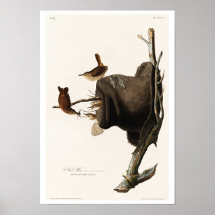 Póster House Wren de Audubon Poster