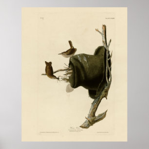 Póster House Wren from Audubon's Birds of America
