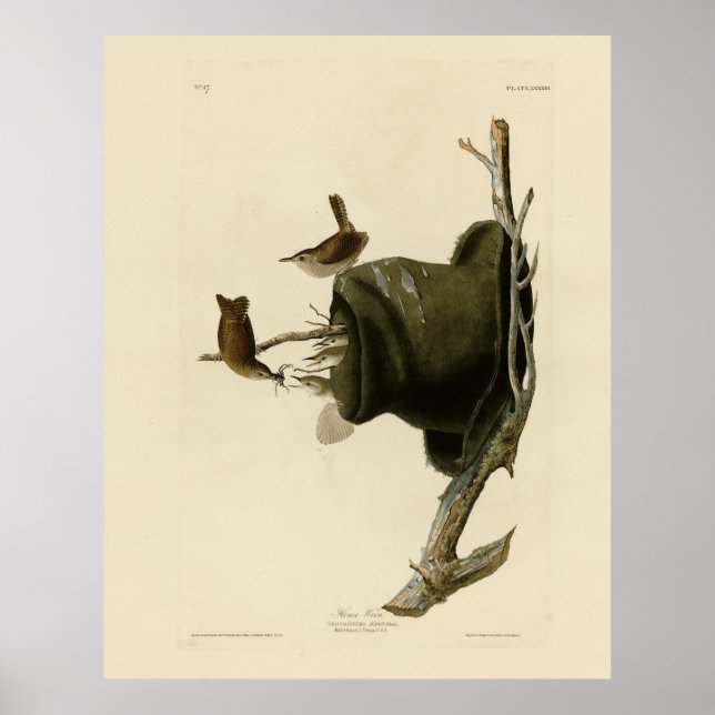 Póster House Wren from Audubon's Birds of America (Frente)