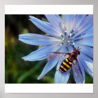 Póster hoverfly on blue