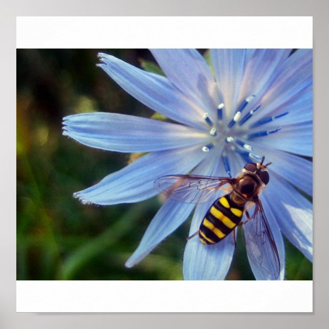 Póster hoverfly on blue (Frente)