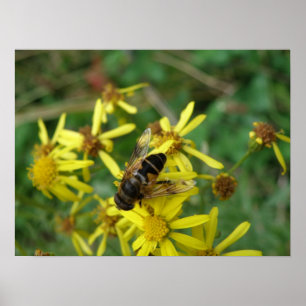 Póster Hoverfly Print