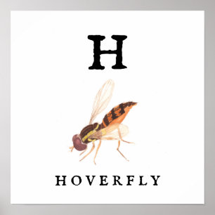 Póster Hoverfly Value Poster Paper (Matte)