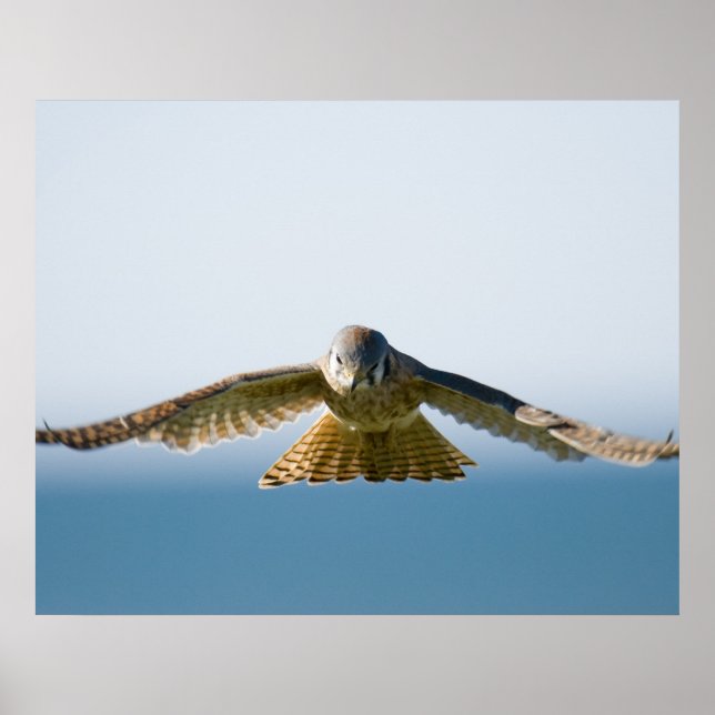 Póster Hovering Kestrel (Frente)