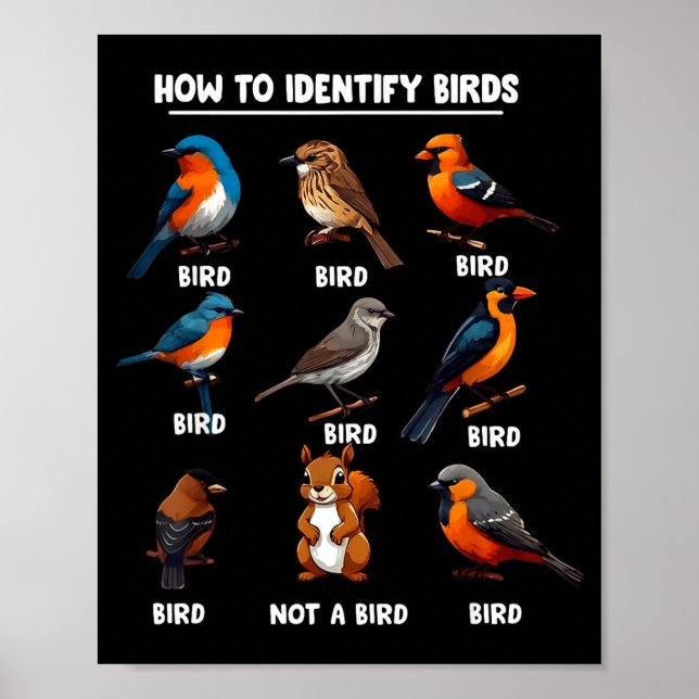 Póster How To Identify Birds Funny Birds Identification B (Frente)