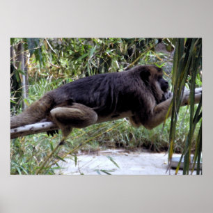 Póster Howler Monkey Hangout