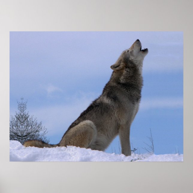 Póster Howling Alaskan Timber Wolf (Frente)